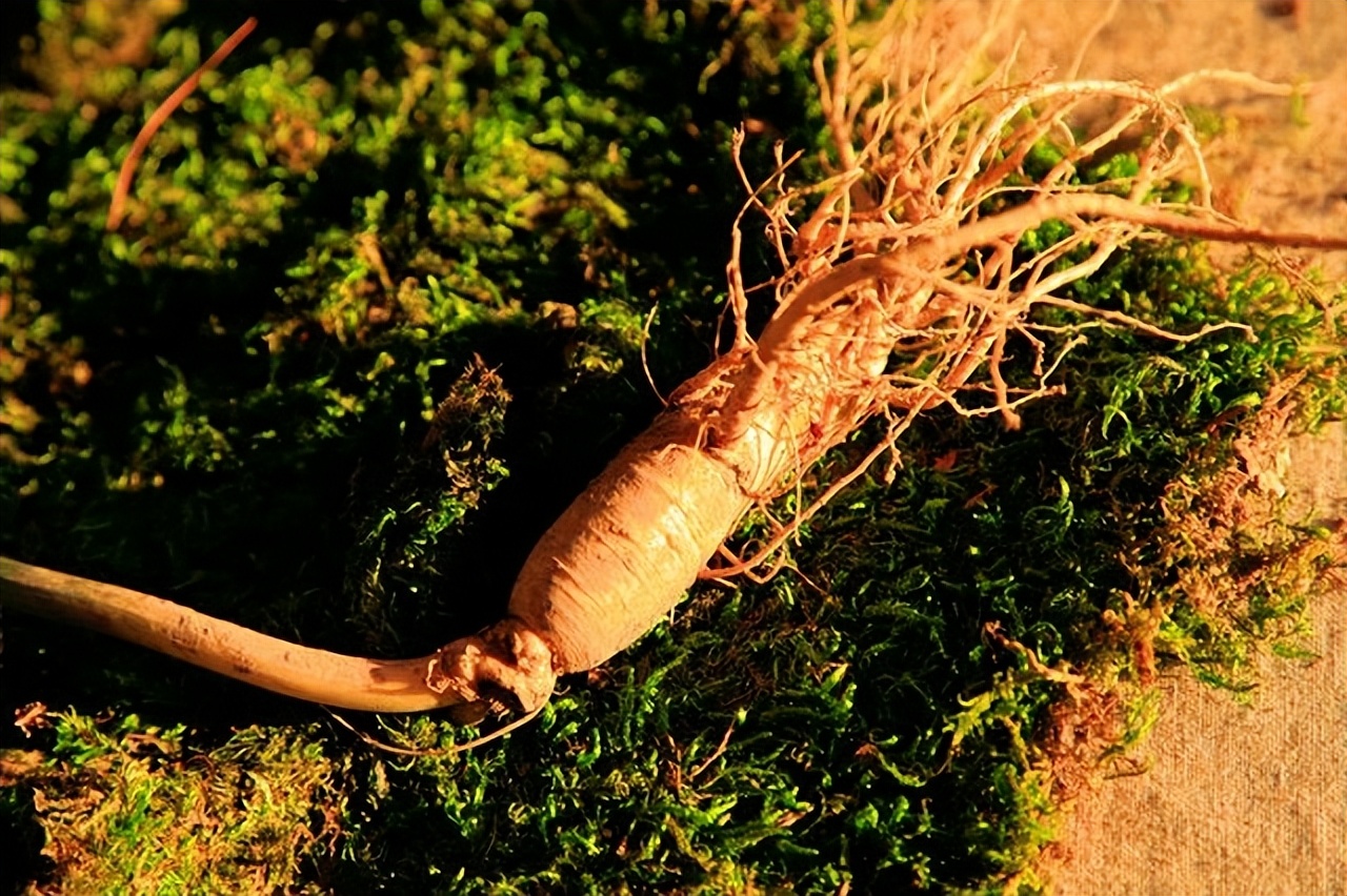 野生人参和人工人参的价格,同样的人参价格相差很多