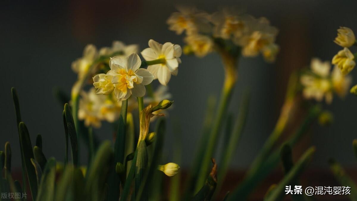 “香心静波心冷”高观国四首名词,格律谨严,句法挺异,句意清新
