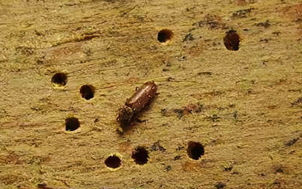 家里容易出现的各种害虫,家里有害虫怎么彻底消灭