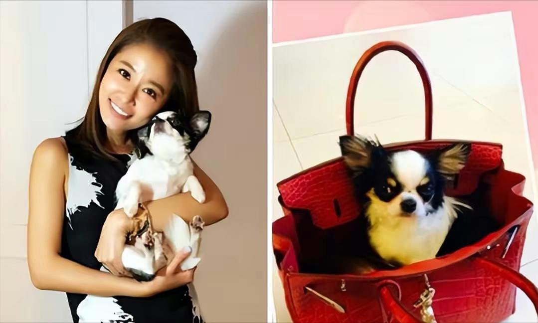 夫妻本是同林鸟大难临头走不了,夫妻本是同林鸟大难临头不相飞