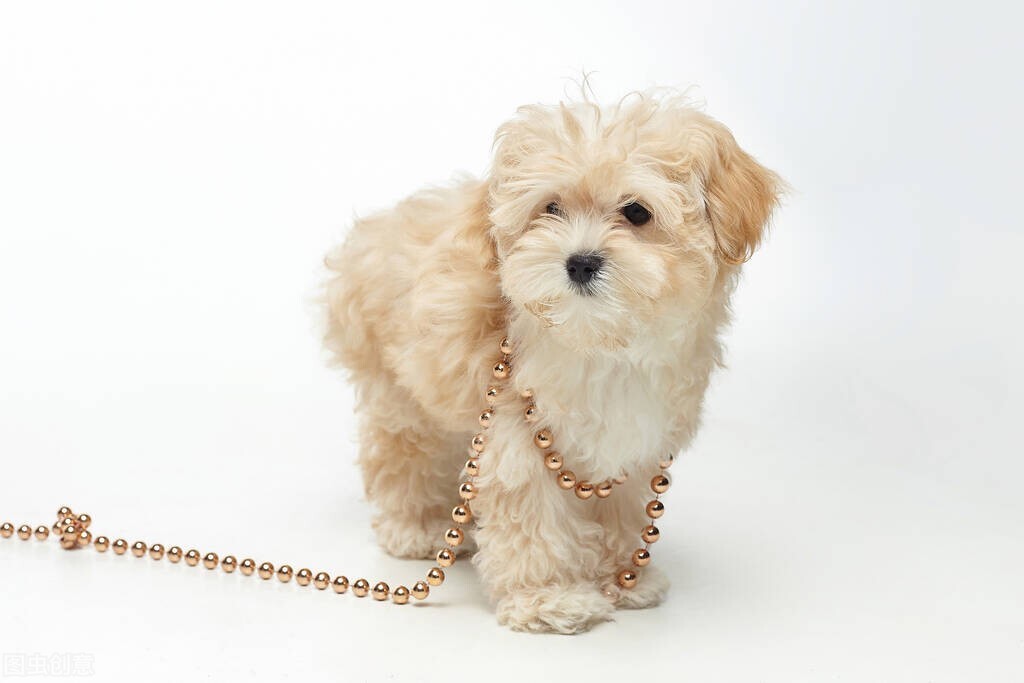 女子将宠物狗放进超市购物,女子带大型狗进超市后续