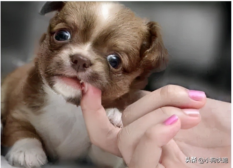 被狗狗咬了怎么安慰,被狗狗咬了要注意哪些事项