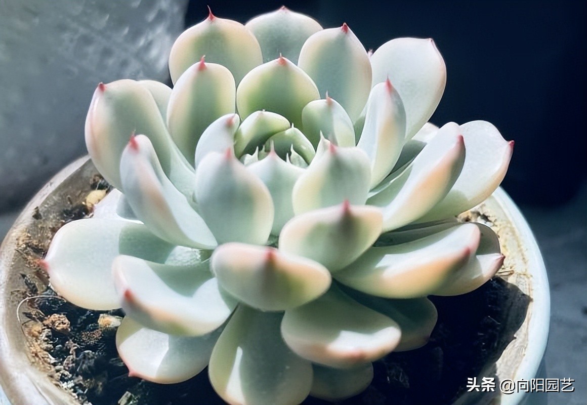 吉娃娃最便宜是多少钱一只,吉娃娃锦和吉娃娃覆轮锦区别