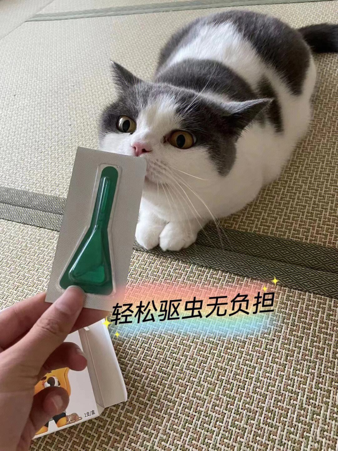 宠物如何避免跳蚤病毒感染,如何有效预防宠物身上的跳蚤