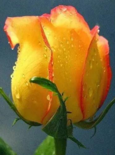 这才是最美的玫瑰花图片,最好看的紫色玫瑰花图片