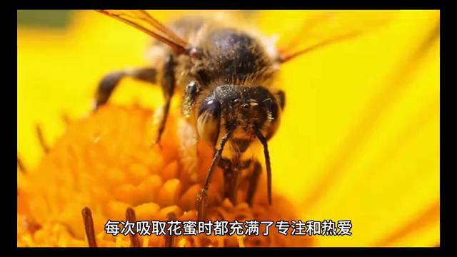 勤劳的小蜜蜂儿歌,勤劳的小蜜蜂句子