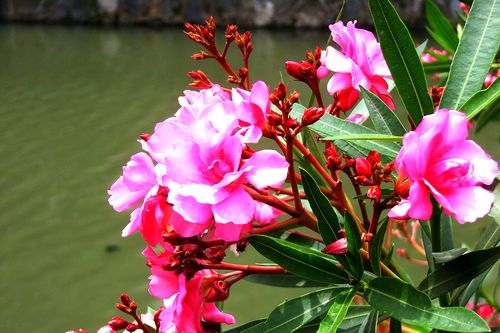 20种大毒花你家里养了吗,4种大毒花家里经常养