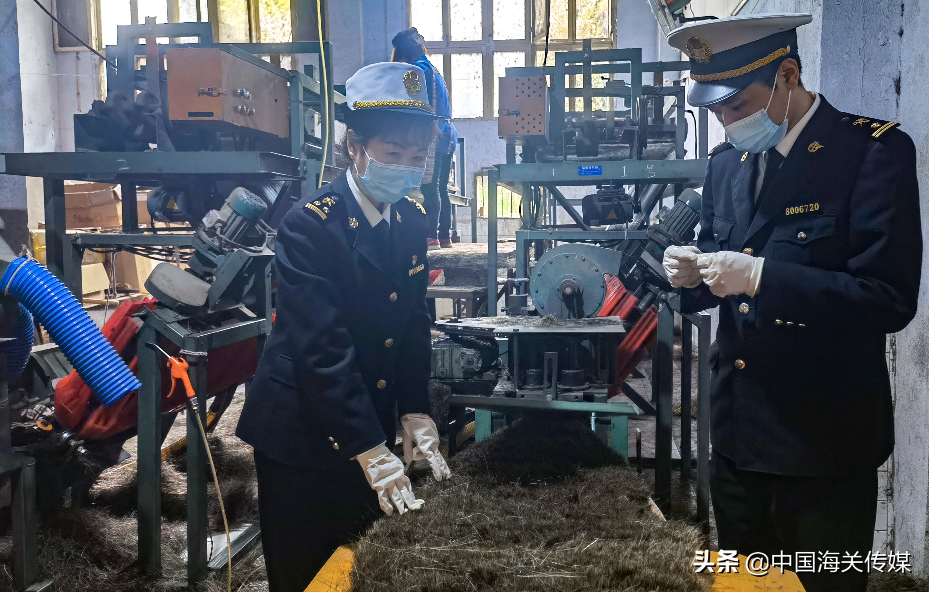 从残渣废料一跃成为各国购买产品“水煮猪鬃”如何变废为宝？