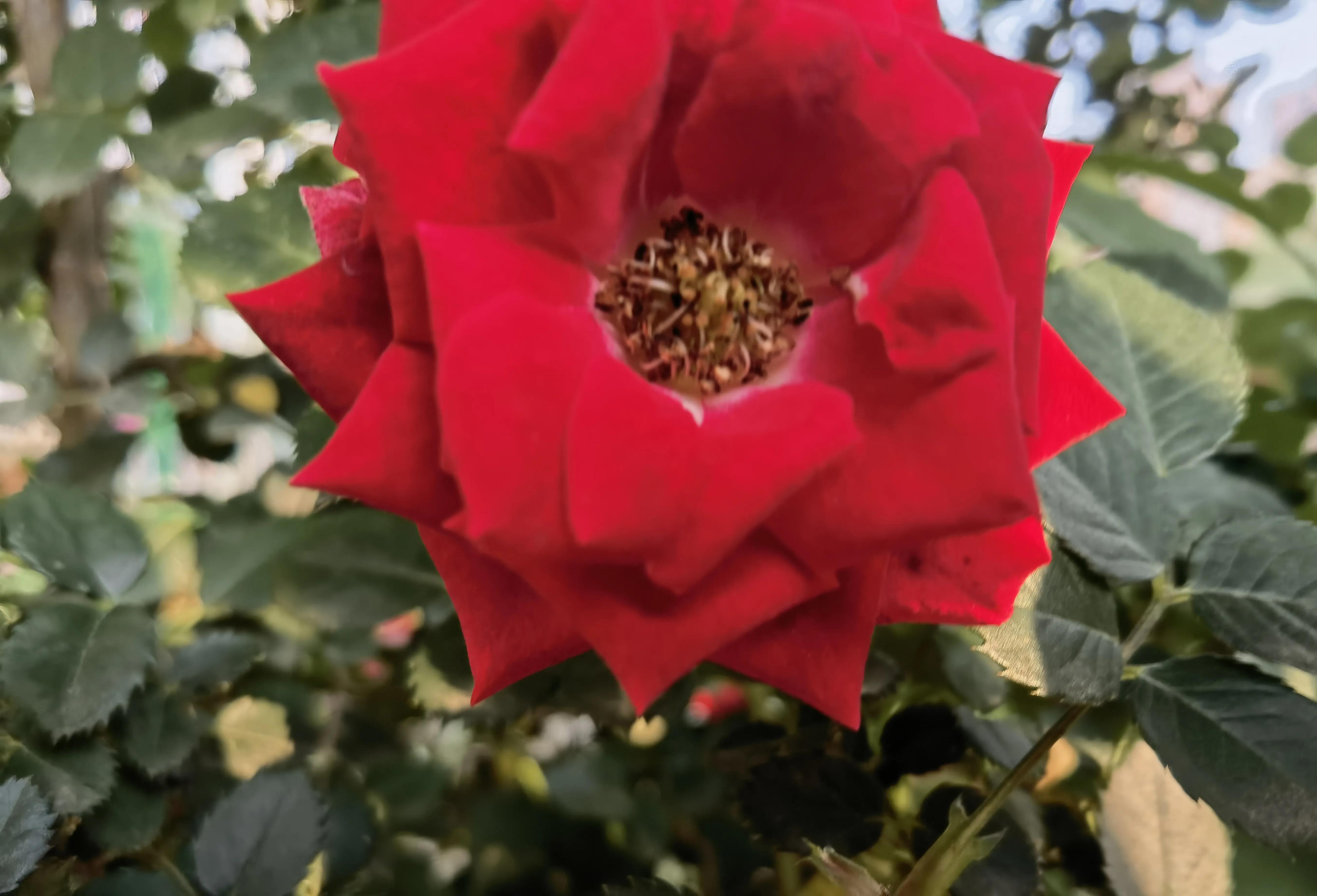 花美美在枝头上心灵美美在心目中花美只美它一时心灵美永放光辉