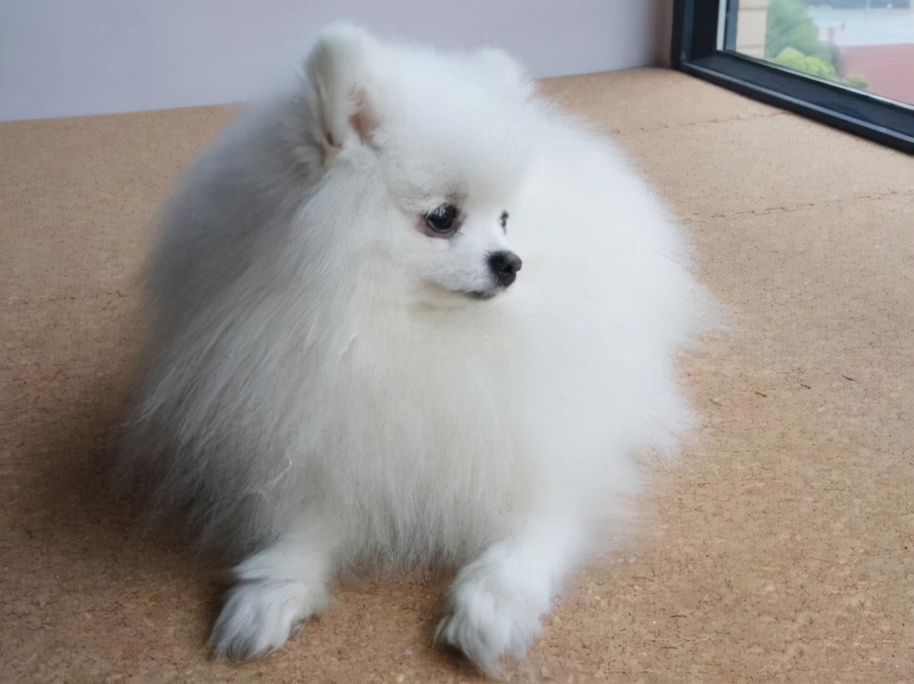 怎样给泰迪狗狗修毛,新手怎么给狗狗修毛