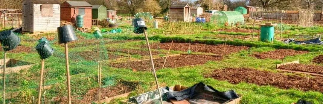 在英国自己种菜什么体验,在英国种菜小技巧有哪些