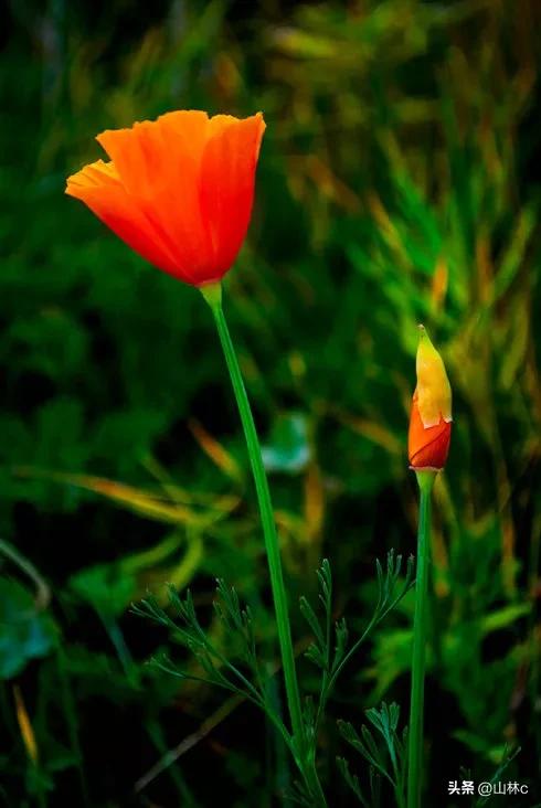 鲜花五彩缤纷争奇斗艳,最美鲜花一年四季都在争艳怒放