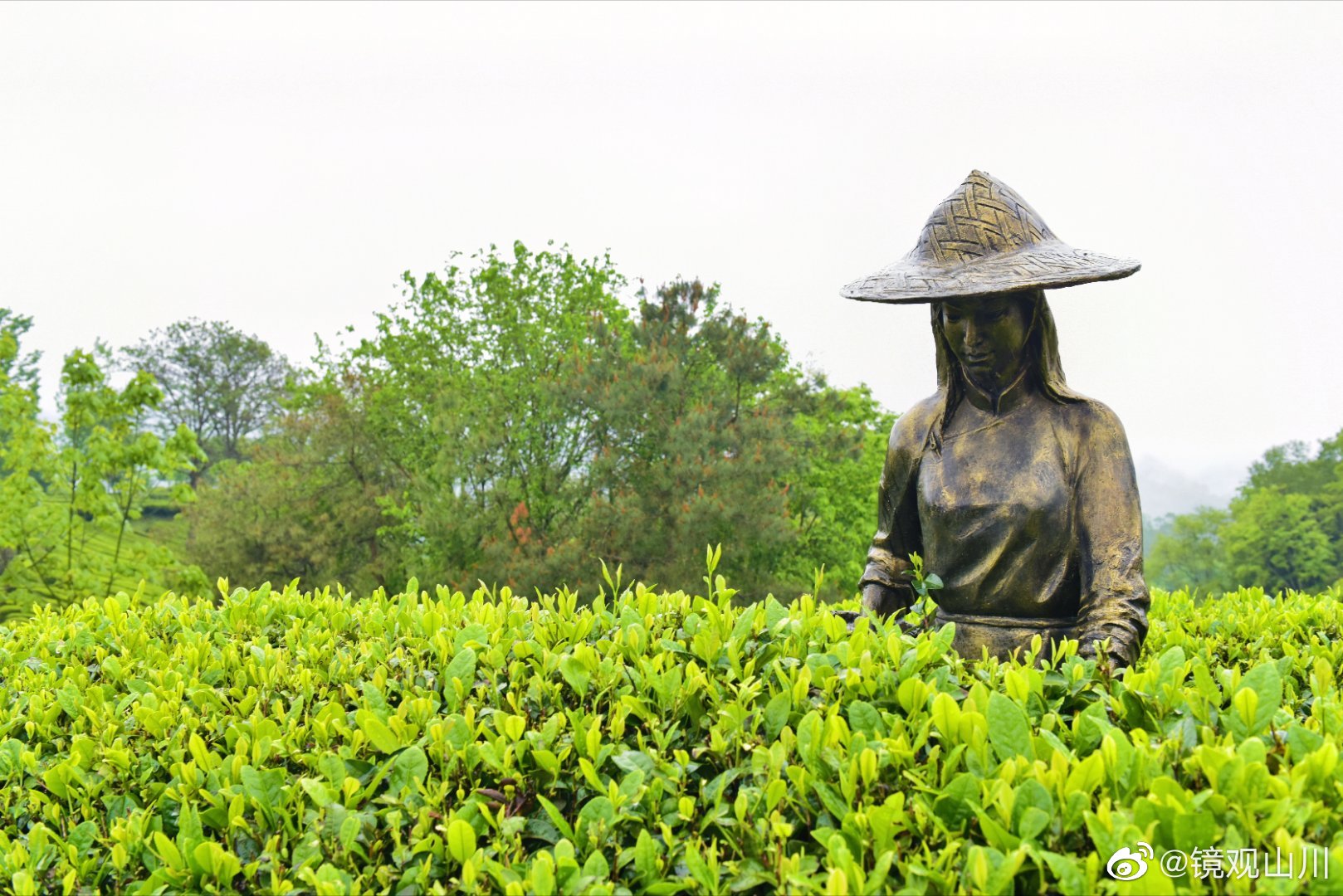 西乡县著名的茶园有哪些,西乡是中国最美茶园吗