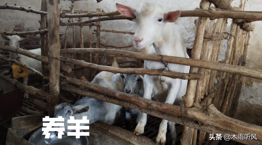 羊育肥快速上膘绝招,饲养羊上膘