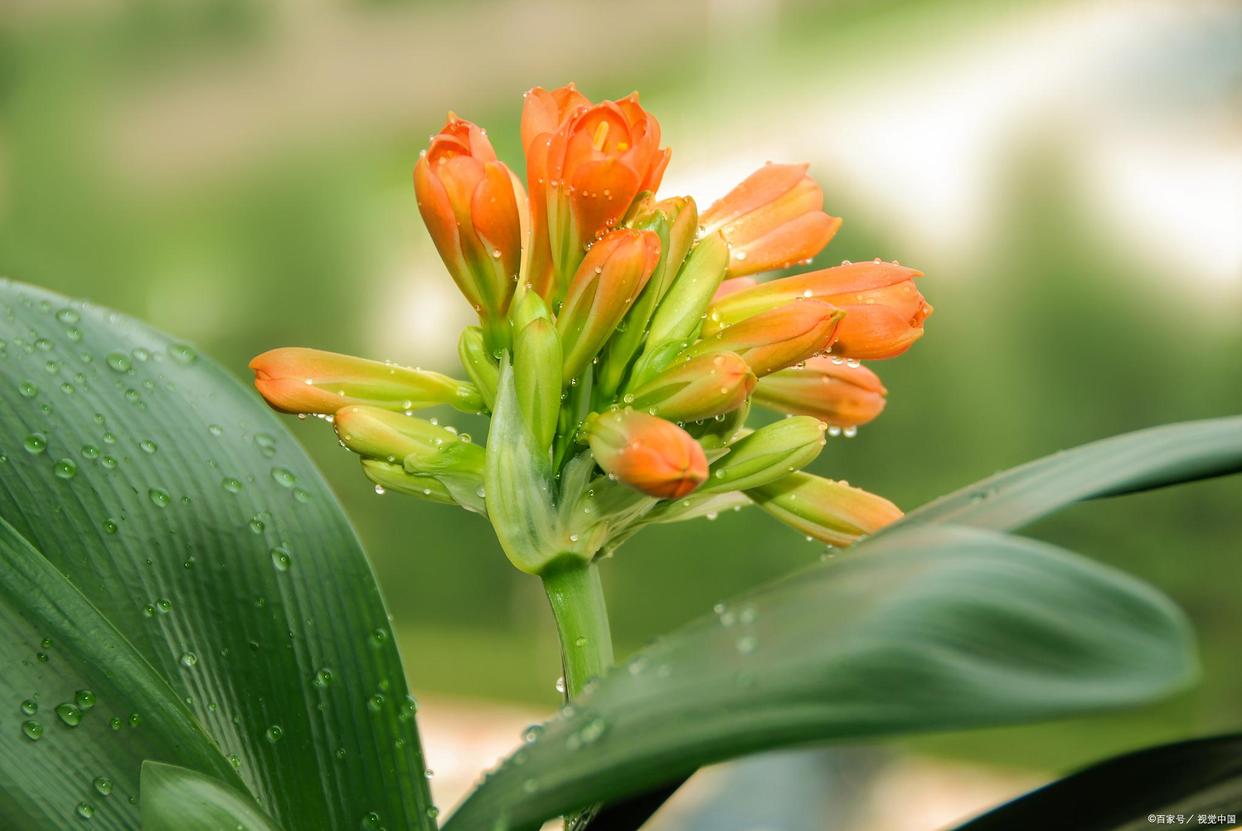 为什么曾经君子兰那么火,为什么君子兰的争议这么大