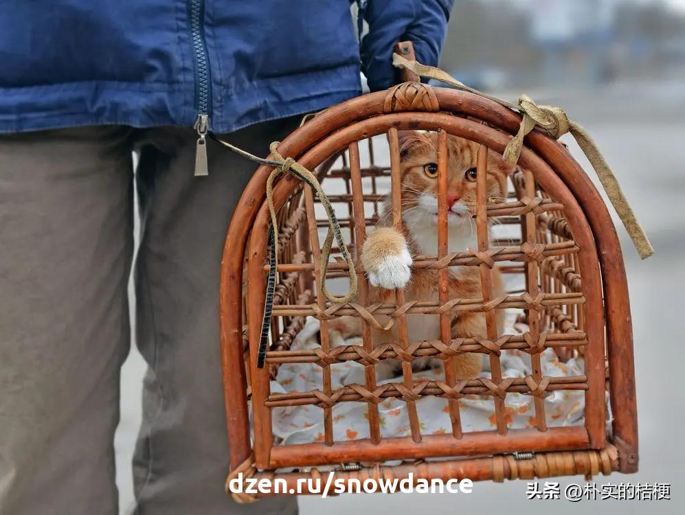 恐惧猫,猫恐惧的声音