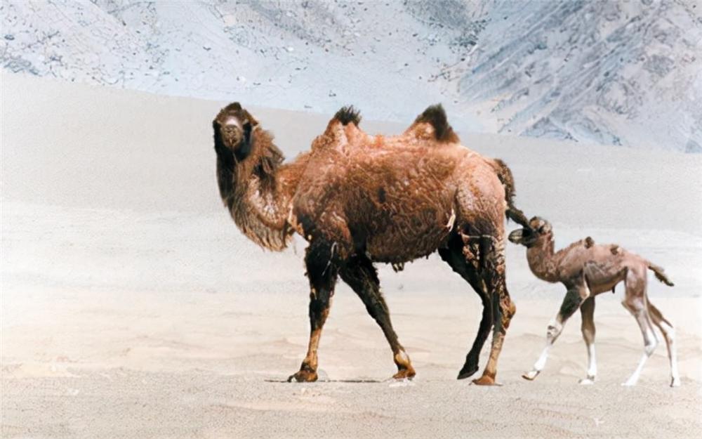 狼群围攻藏野驴400公斤,戈壁滩发现野生骆驼