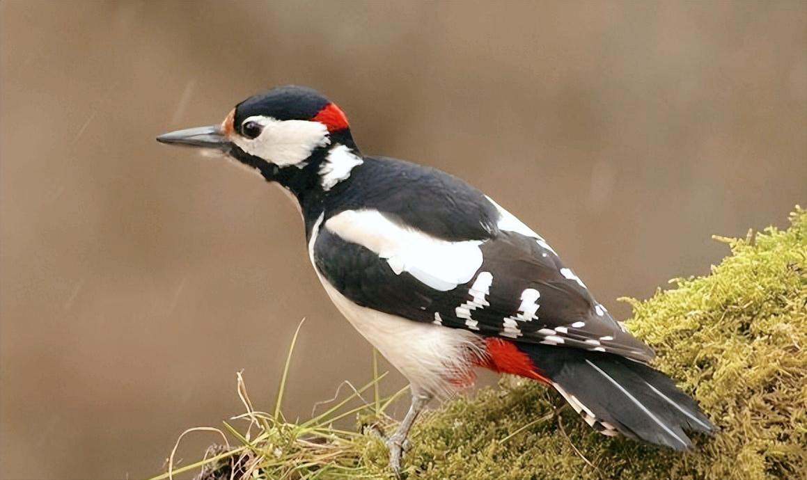 「科普」我国境内鸟类繁多,这40种罕见的鸟儿你都认识吗?