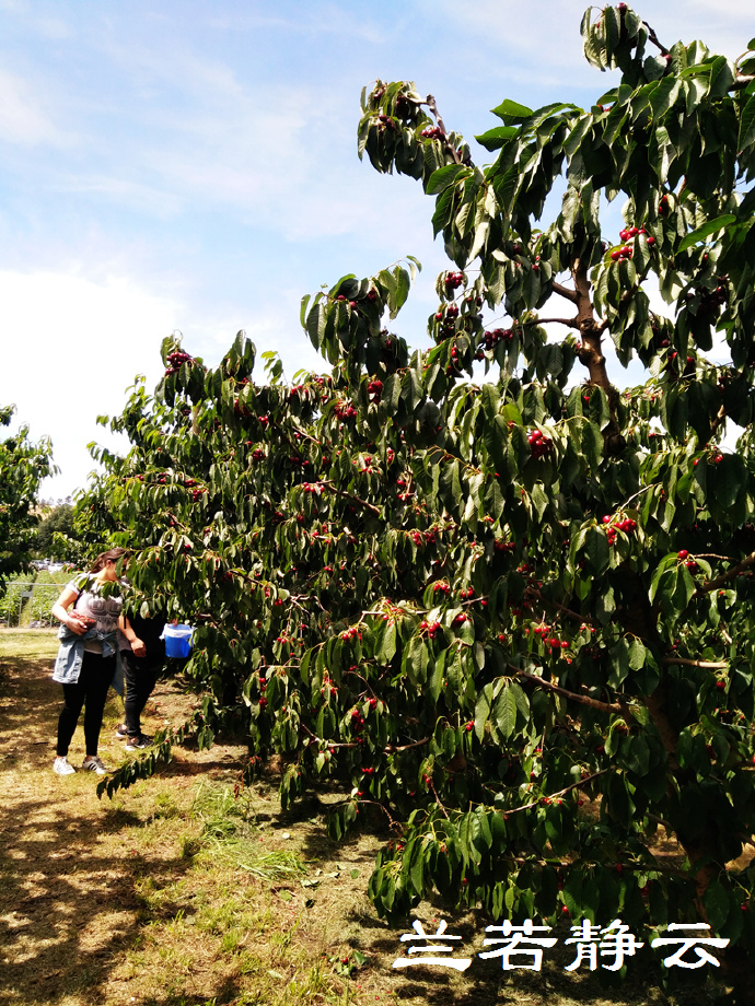 澳洲·墨尔本：到酒庄免费品酒，付5澳元到樱桃园吃到撑
