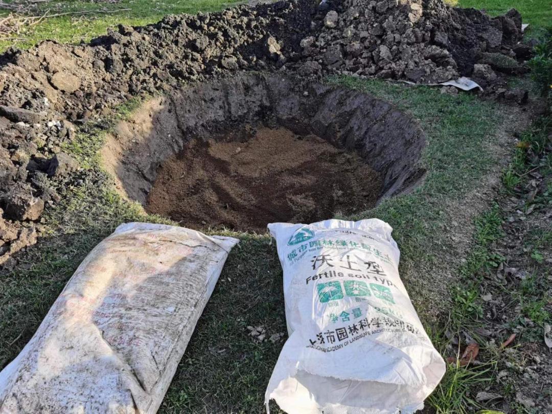 白玉兰为什么被评为上海市市花,中国国花上海市花白玉兰