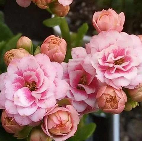 花草种类名称介绍,各种各样的花草名称大全