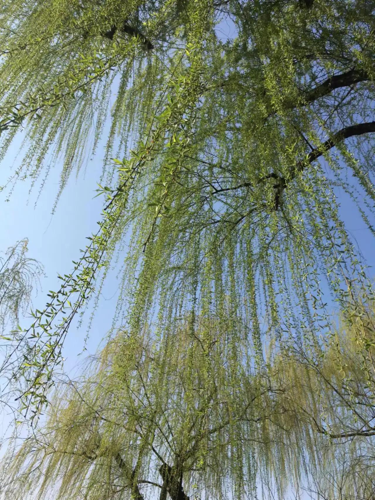 柳浪闻莺西湖十景,西湖十景之一柳浪闻莺名称由来