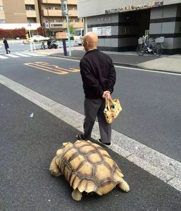 奇妙的陆龟,奇妙的小陆龟