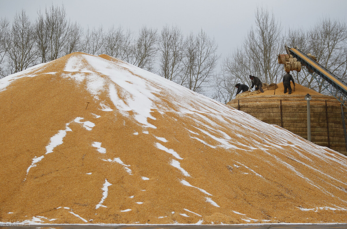 全国玉米价格2021年玉米期货走势,玉米价格走势吉林省的玉米价格