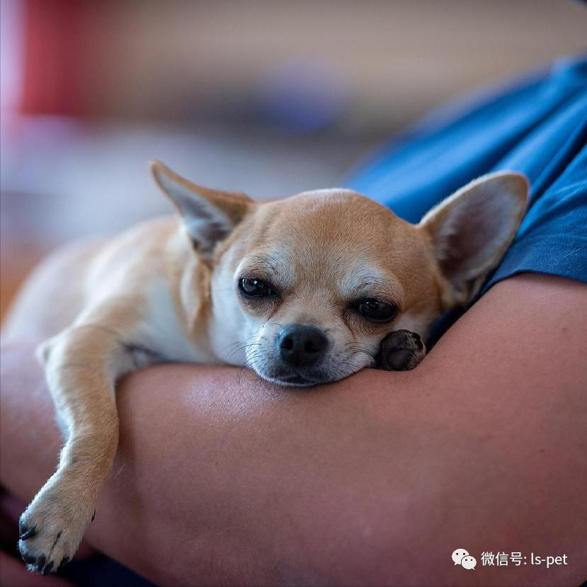 养狗的好处和坏处共9篇,养狗对抑郁症有什么好处和坏处