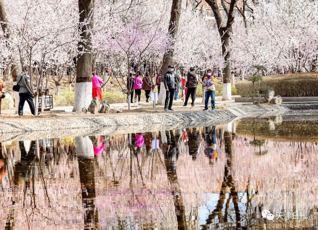 今年天津的桃花堤的桃花节是几号,天津桃花节旅游线路推介