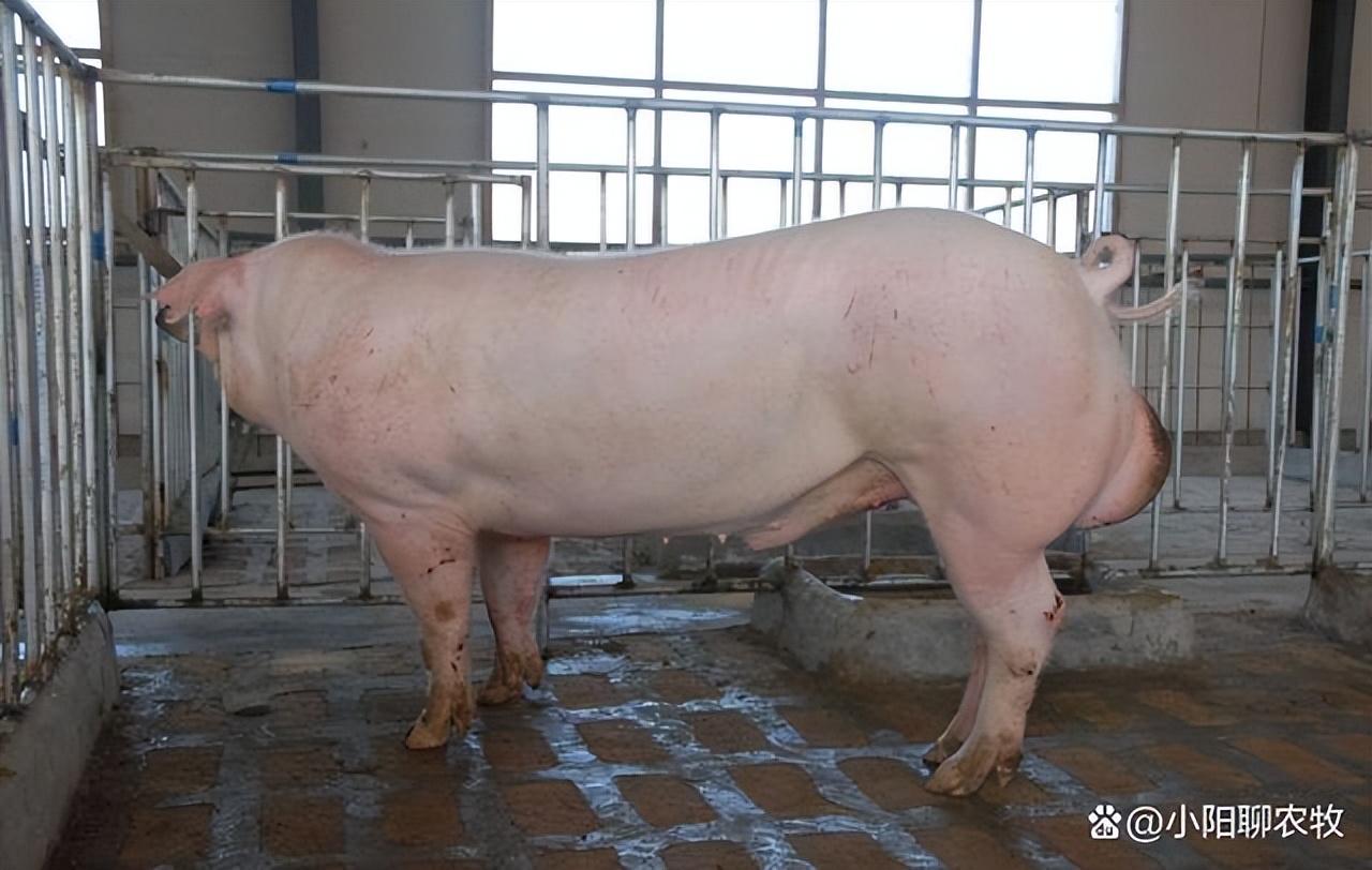 提高种母猪繁殖技术的措施