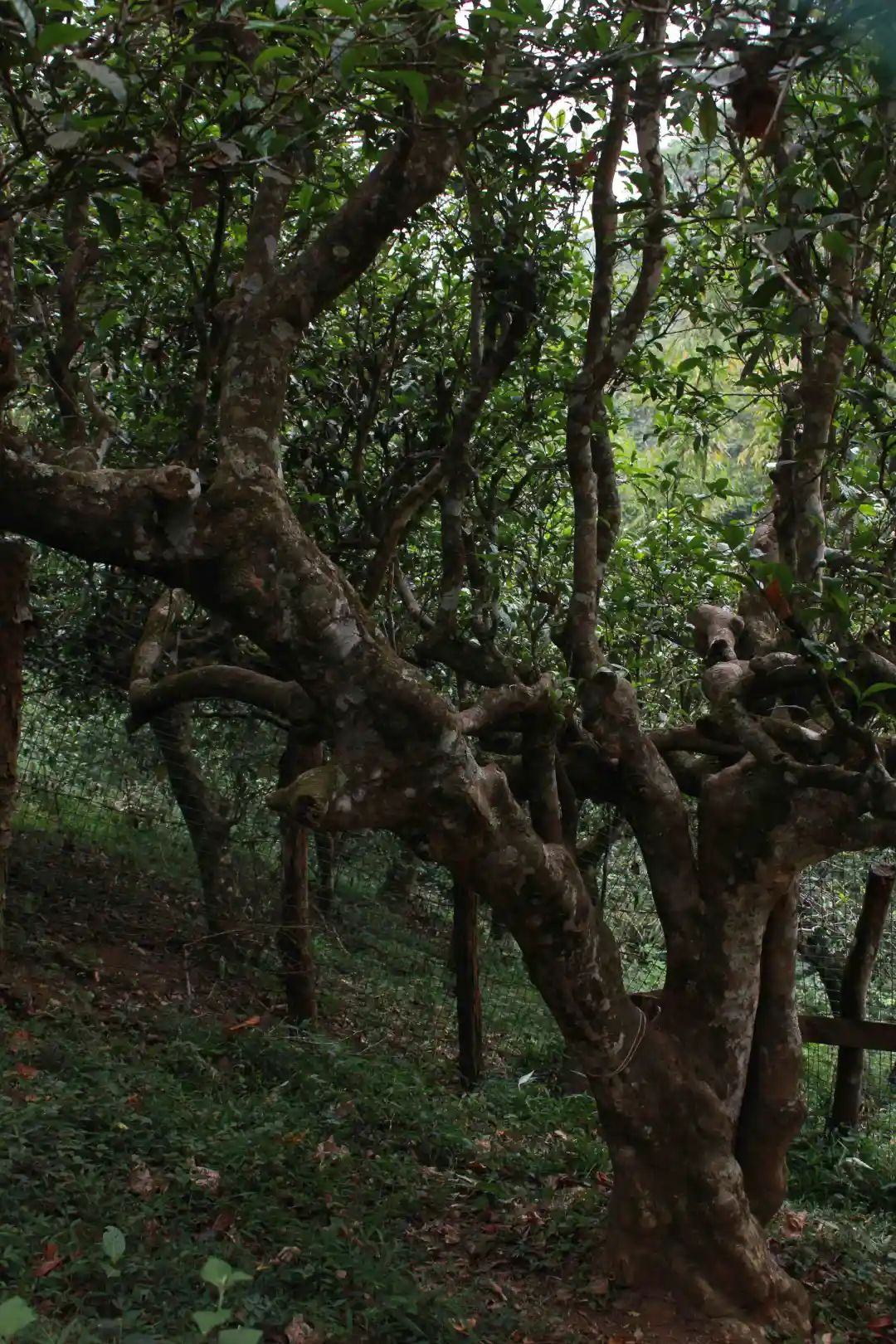 普洱茶各大山头的特性和口感图文,普洱茶老茶头的口感特点有哪些