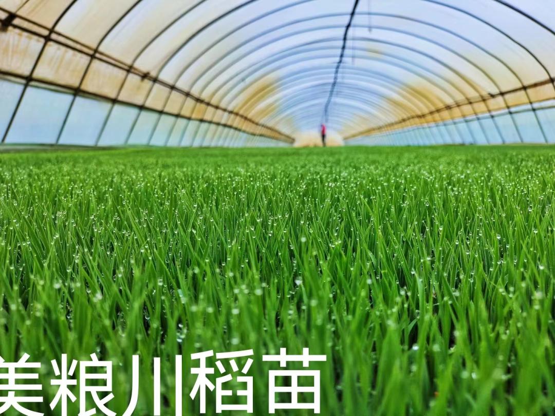 五常稻花香大米怎样辨别真假呢,五常大米国标1354和19266的区别