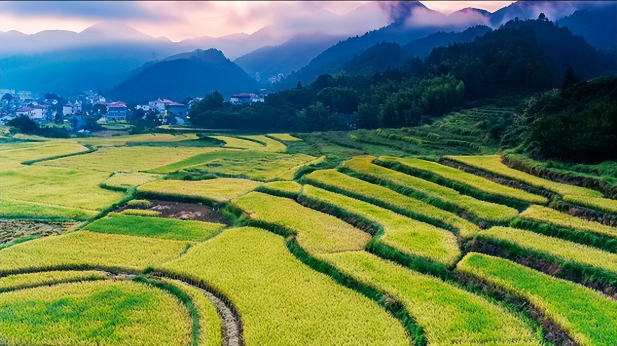 水稻上山很受农民欢迎水从哪里来,水稻产业与乡村振兴