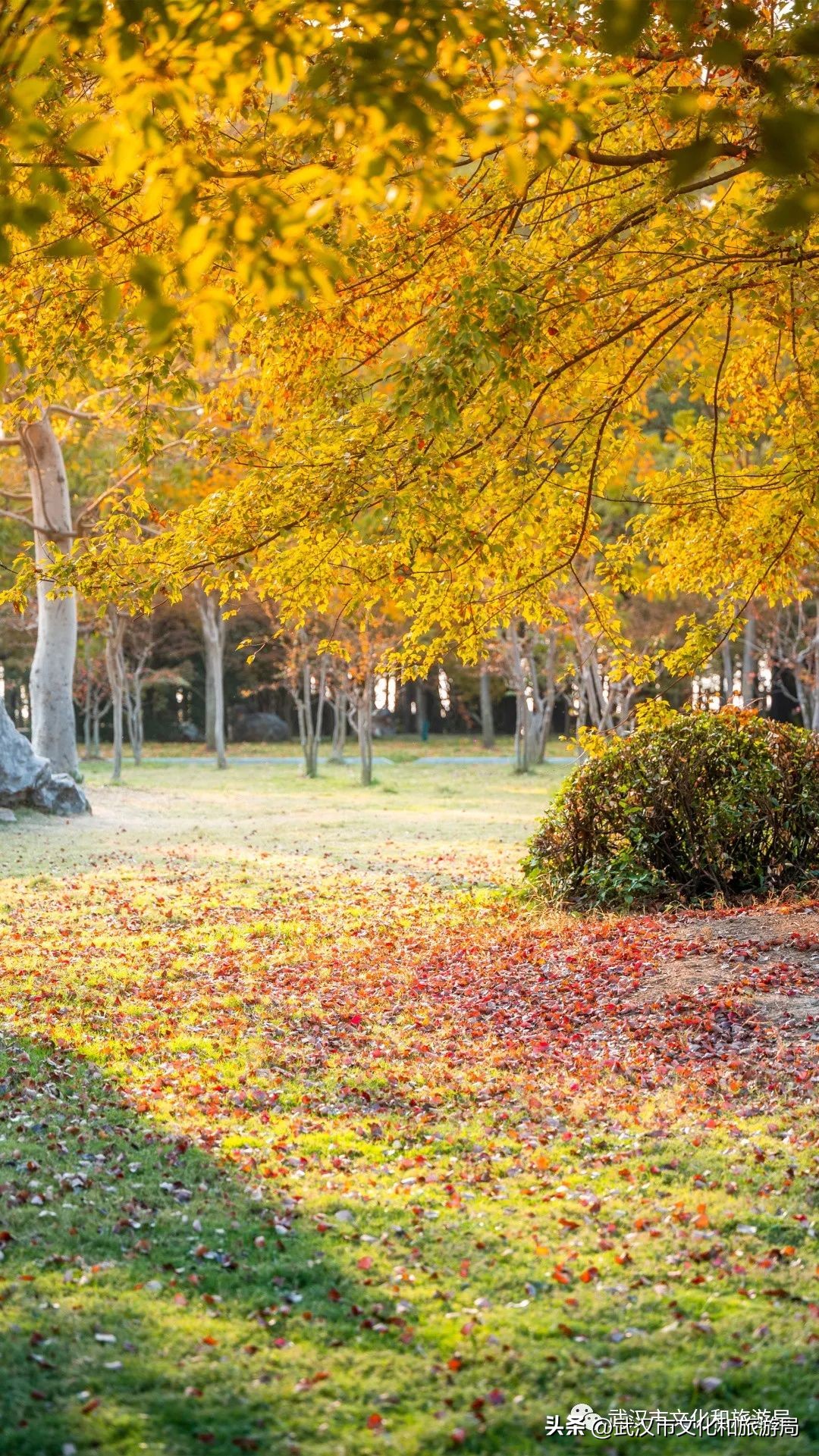 明天出太阳，到东湖捡叶子去！