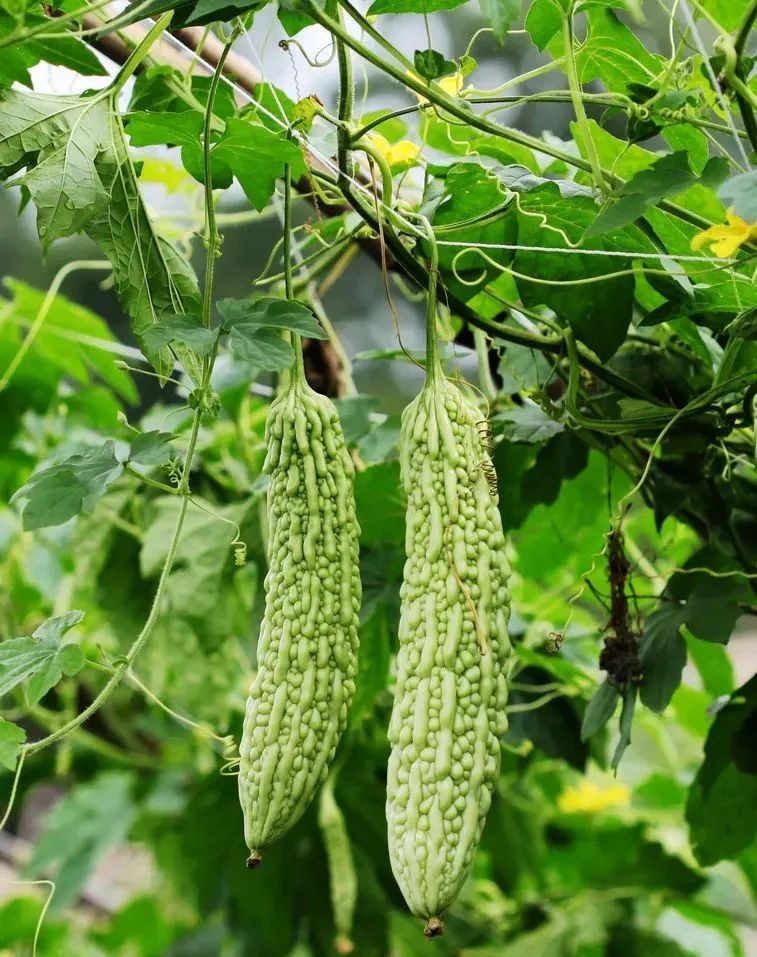 浙江人常吃的蔬菜有哪些,幼儿园常吃的蔬菜有哪些