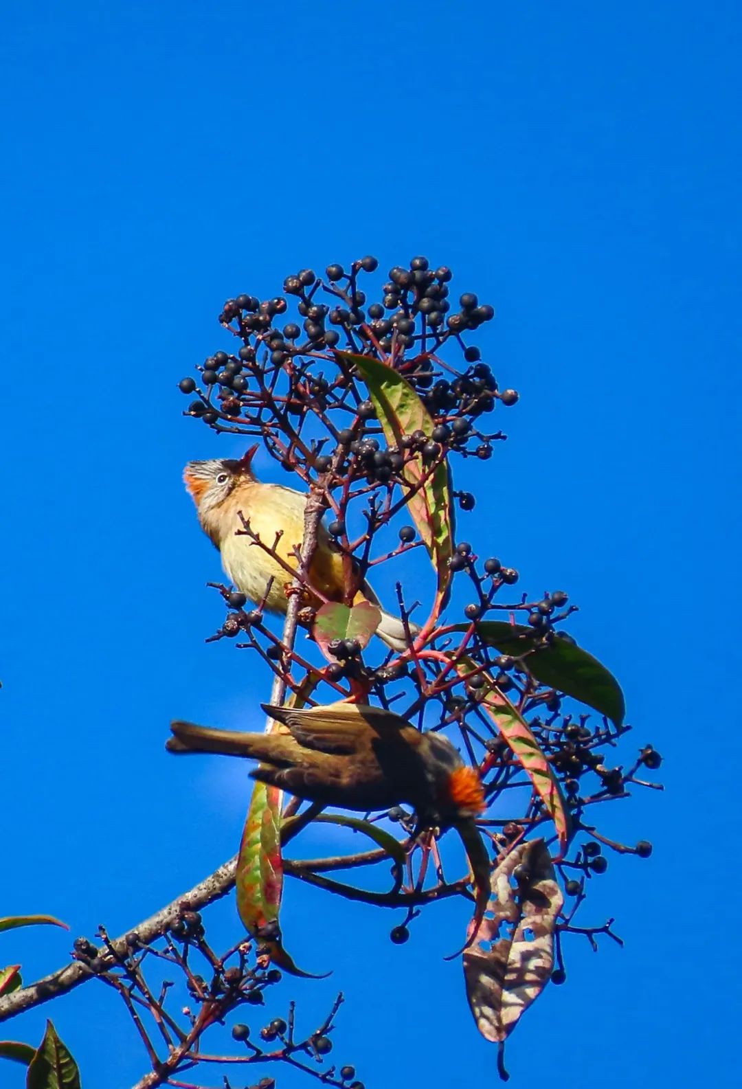 帧帧壁纸！穿越原始森林，探秘高黎贡山！
