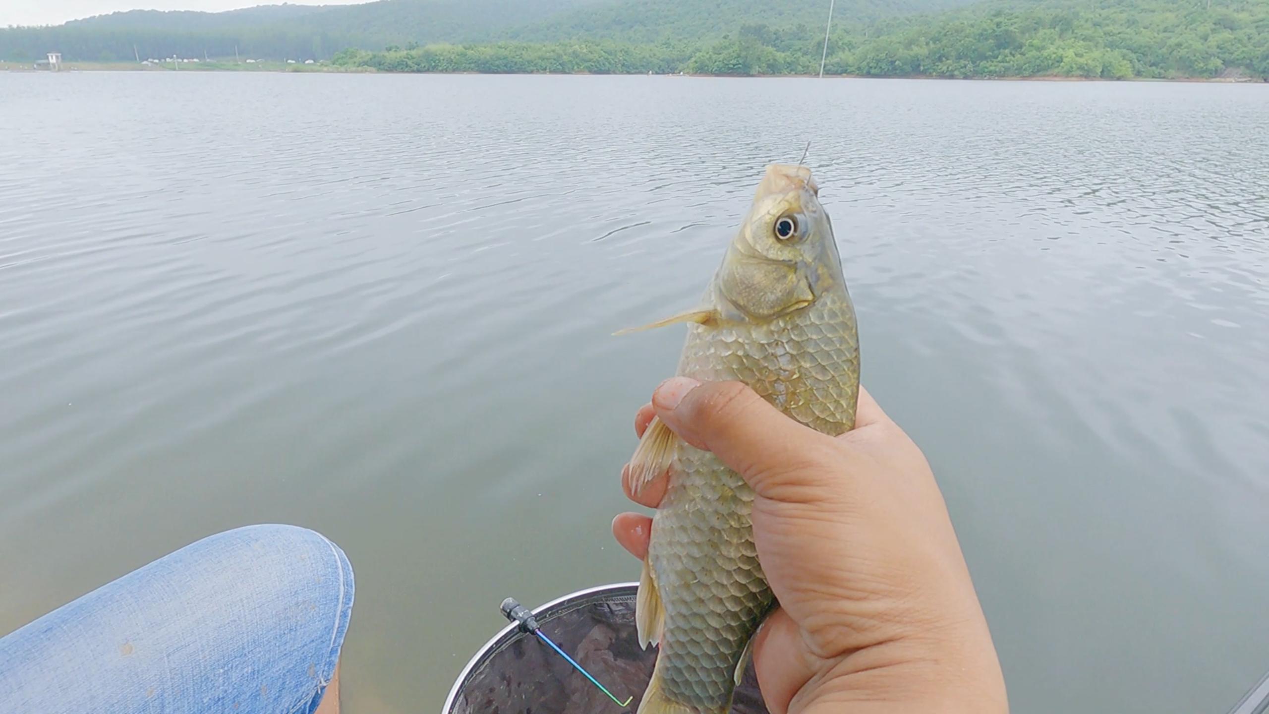 鱼儿无缘无故死掉是怎么回事,鱼停口不上钩怎么办