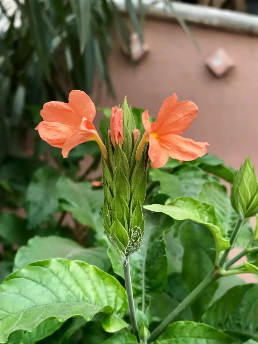 适合夏天养的7种花越晒开花越旺,阳台高温如何养墨兰