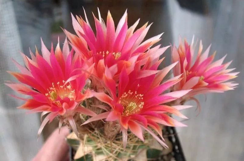 200种·仙人球开花图鉴，大开眼界，美到爆