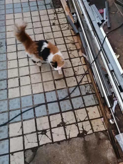 九种常见的田园猫,新手适合养的田园猫品种