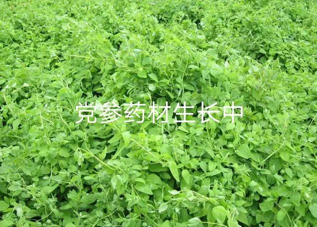 党参药材多少钱一斤,植物药材党参价格介绍