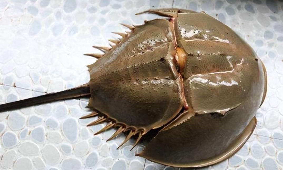 存活4亿年的生物,活了4亿年的生物