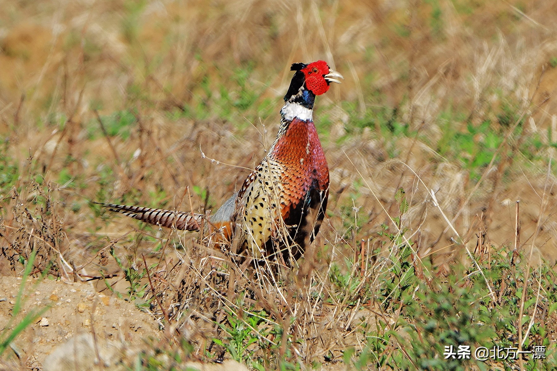 抚顺天女木兰苗规格,抚顺的天女山