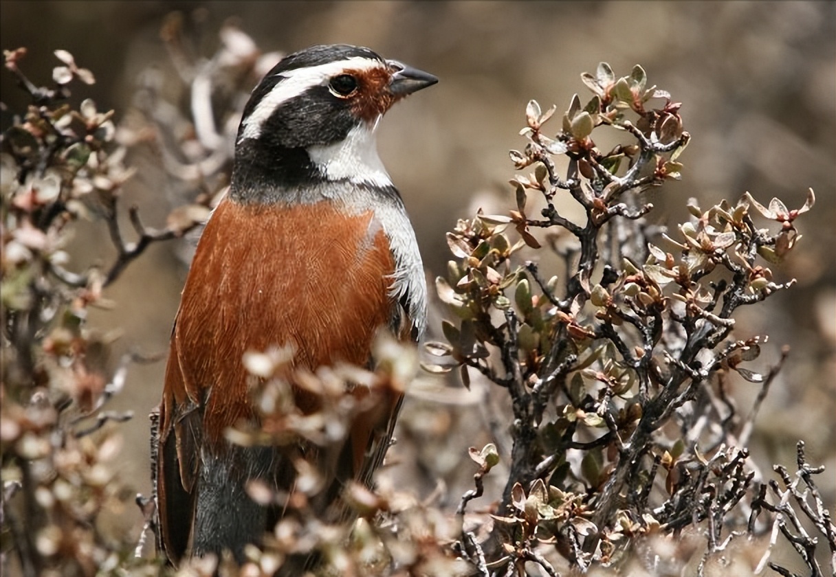 鸟儿大全高清图,高清珍稀鸟动态图片大全