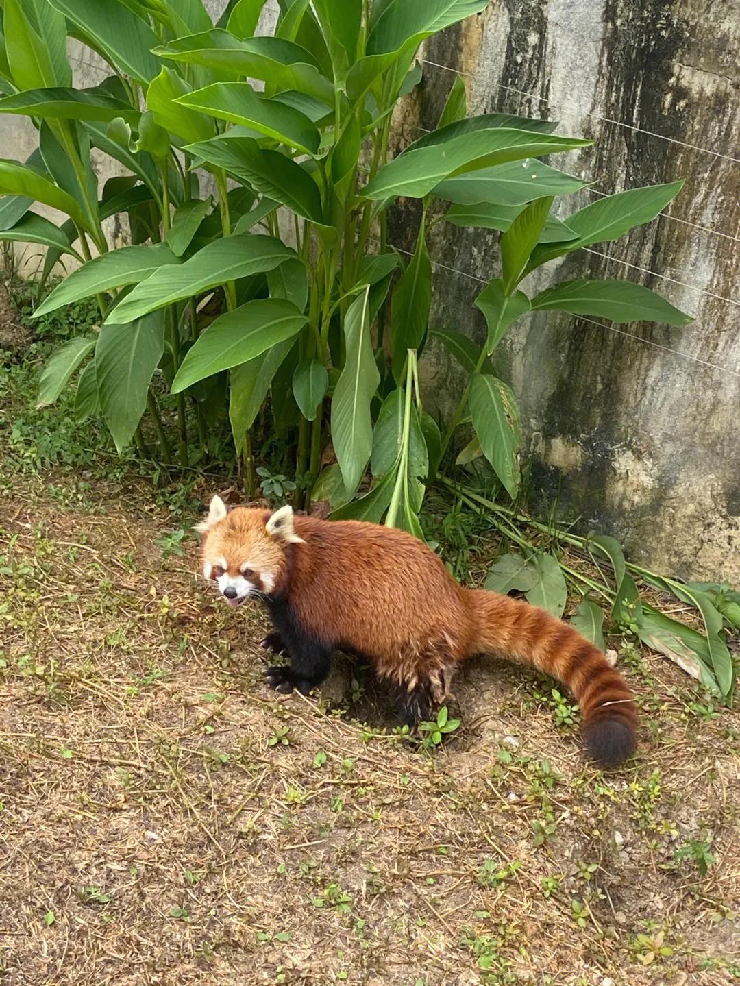 贵州贵阳黔灵山攻略,贵州黔灵山附近旅游攻略