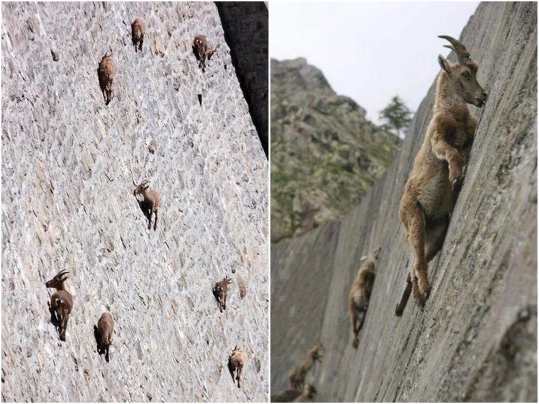 10张绝美站立姿图,20张让人涨知识的图片