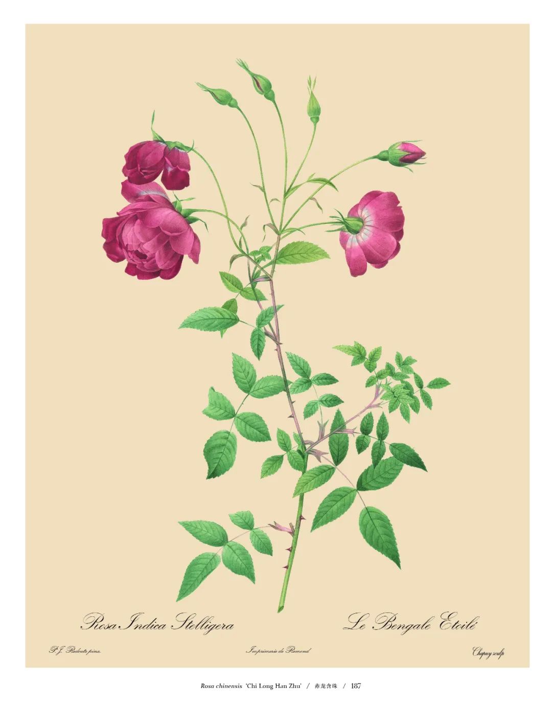 为了送中国的这株花给皇后,当年拿破仑不惜与英国达成停战协议?