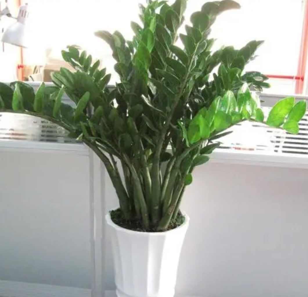 四种花旺财又养人,人养花花养人这15种花越养越干净