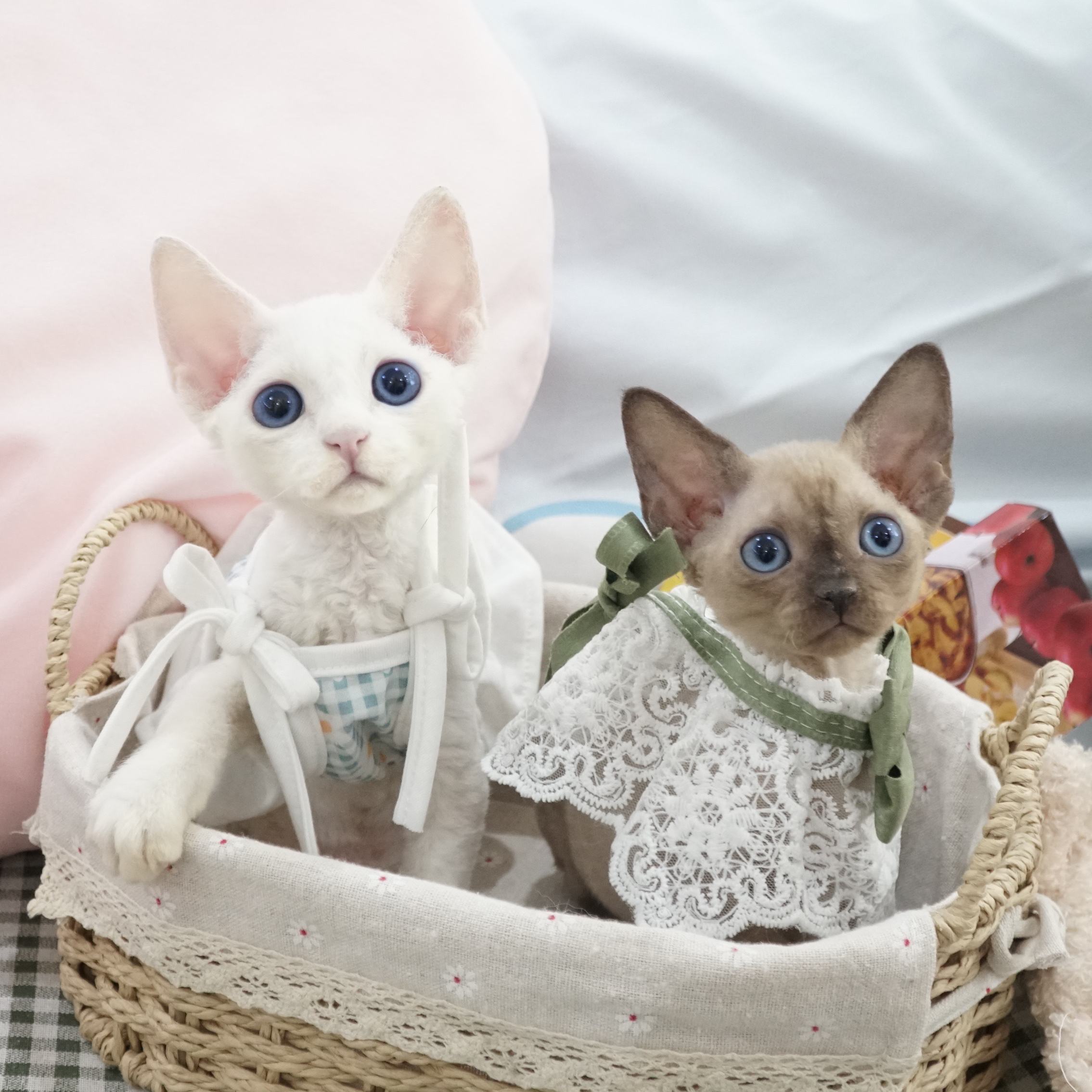 猫最好养哪种猫,养猫首选这5种猫不仅忠诚还好养